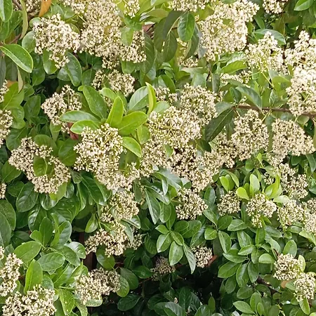 A-vila * Golem (Tirana)